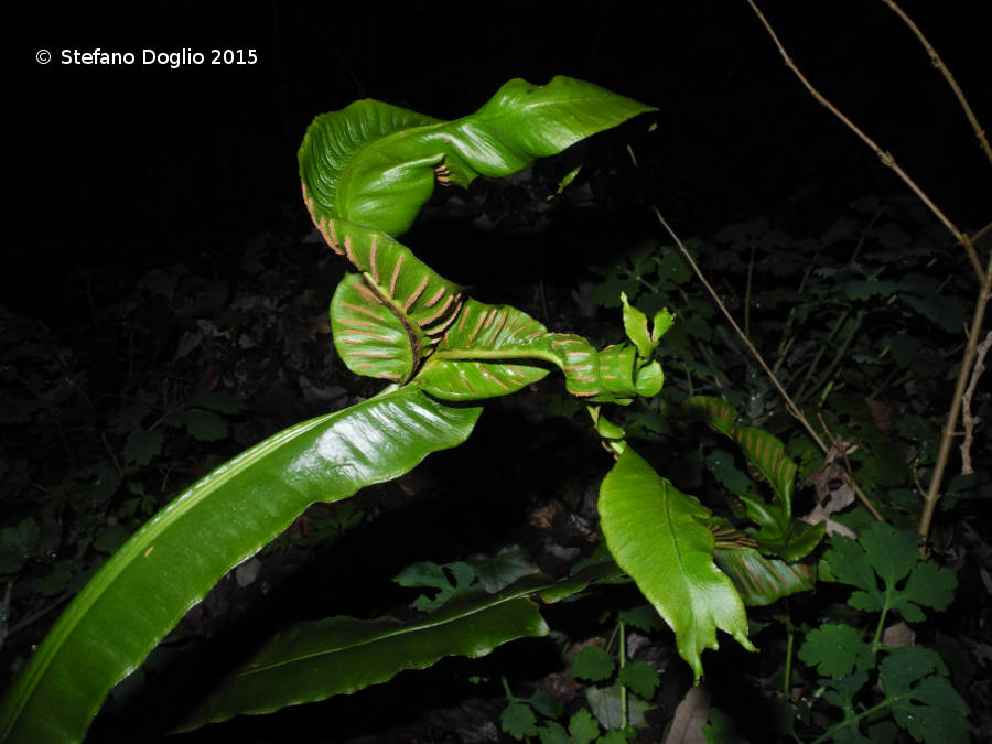 Asplenium (Phyllitis) scolopendrium 